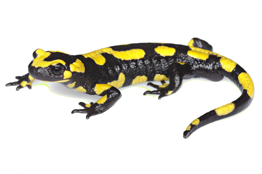 Avatar von Feuersalamander307